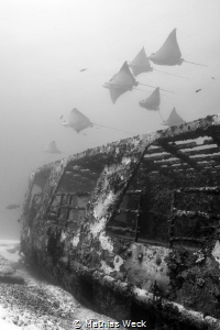 Mexico - Isla Mujeres - Canonero 55 Wreck by Mathias Weck 